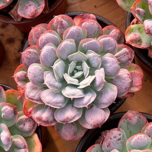 Variegated Raindrop Peperomia - Etsy Canada