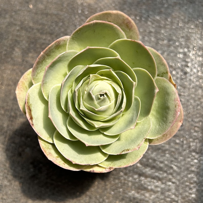 Greenovia Pink Mountain Rose - Thumbnail 2