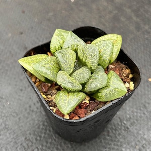 Puede incluir: Una pequeña planta suculenta con hojas verdes en una maceta negra. Las hojas están estampadas con manchas blancas y tienen una apariencia translúcida.