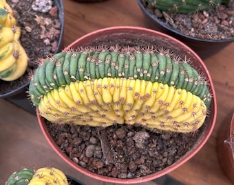 Żywy kaktus-Rzadki kaktus-Gymnocalycium Cristata Variegated