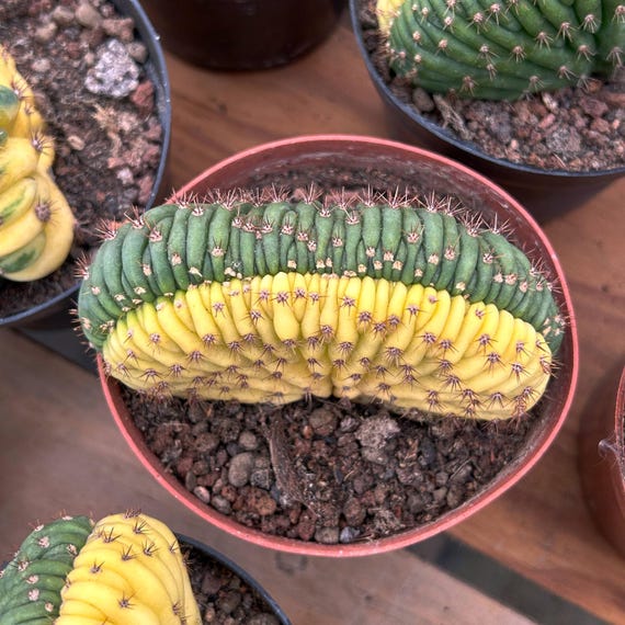 Live Cactus-rare Cactus-gymnocalycium Cristata Variegated - Etsy Denmark