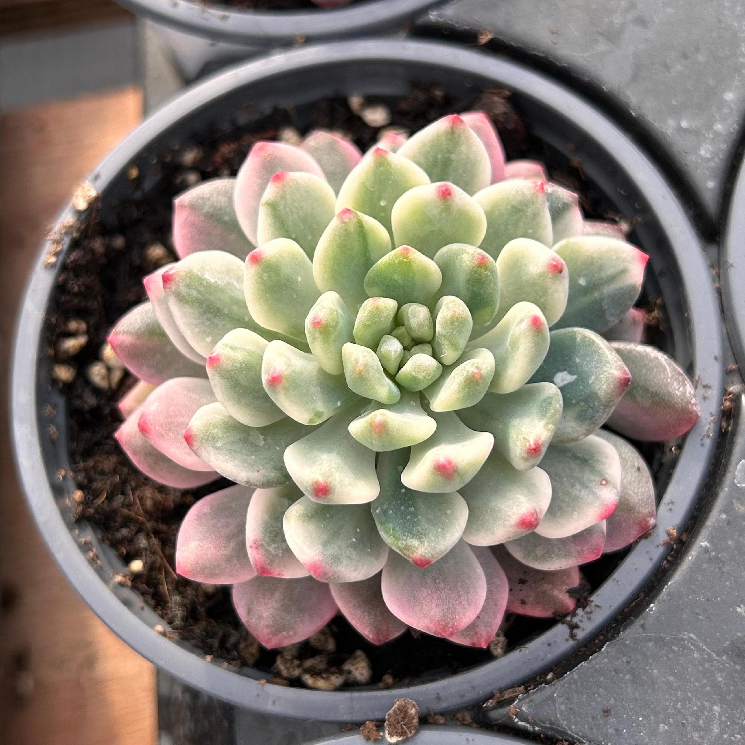 生きた多肉植物 - 珍しい多肉植物 - 多頭多肉植物 - セデベリア ブルー