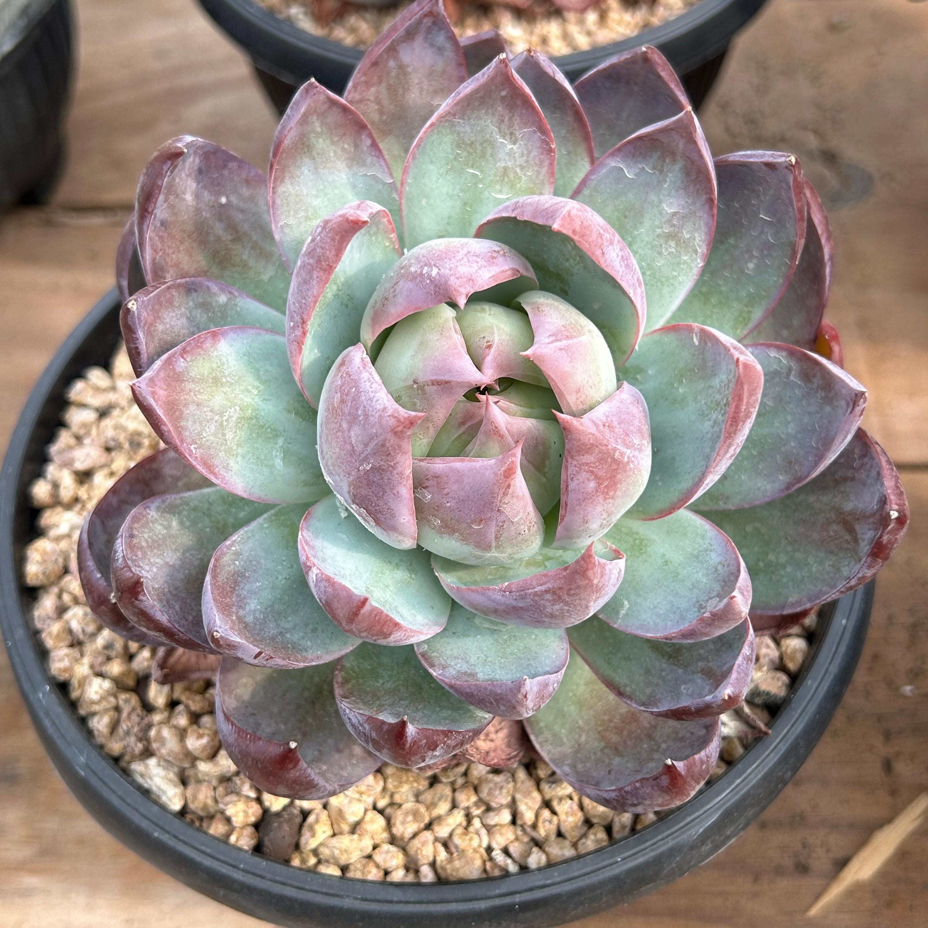 Echeveria casio - Etsy 日本