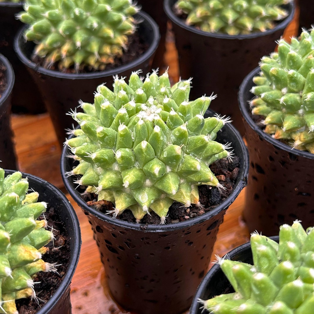 Live Cactus-rare Cactus-mammillaria Vagaspina Craig - Etsy