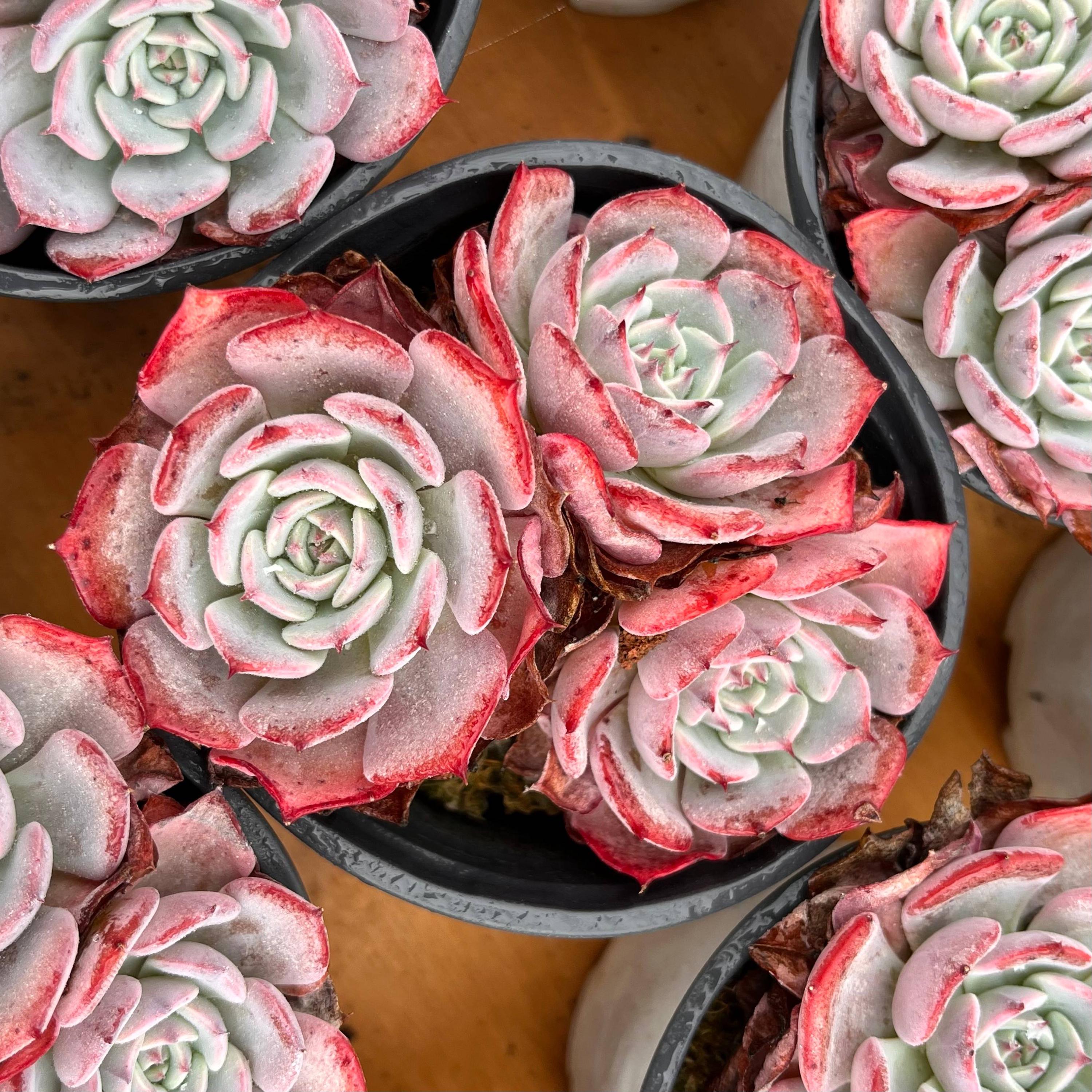 echeveria laulensis X紅蓮錦　超レア　多肉植物7CM容器抜き echeveria laulensis X紅蓮錦 超レア 多肉植物7CM容器抜き echeveria