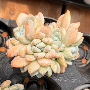 Live Succulents - Echeveria Laui x Clavatum - Thumbnail 3