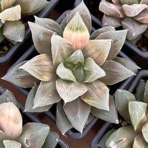 Live Succulents -Rare Succulents -Haworthia Devil King