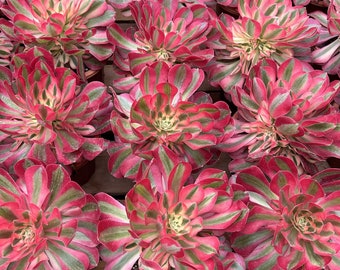 Levende vetplanten - Zeldzame vetplanten - Aeonium Pink Witch