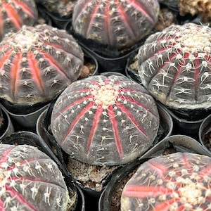 Lebender Kaktus-Seltener Kaktus-Gymnocalycium ragonesei
