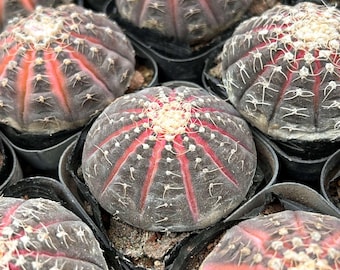 Live Cactus-Rare Cactus-Gymnocalycium ragonesei