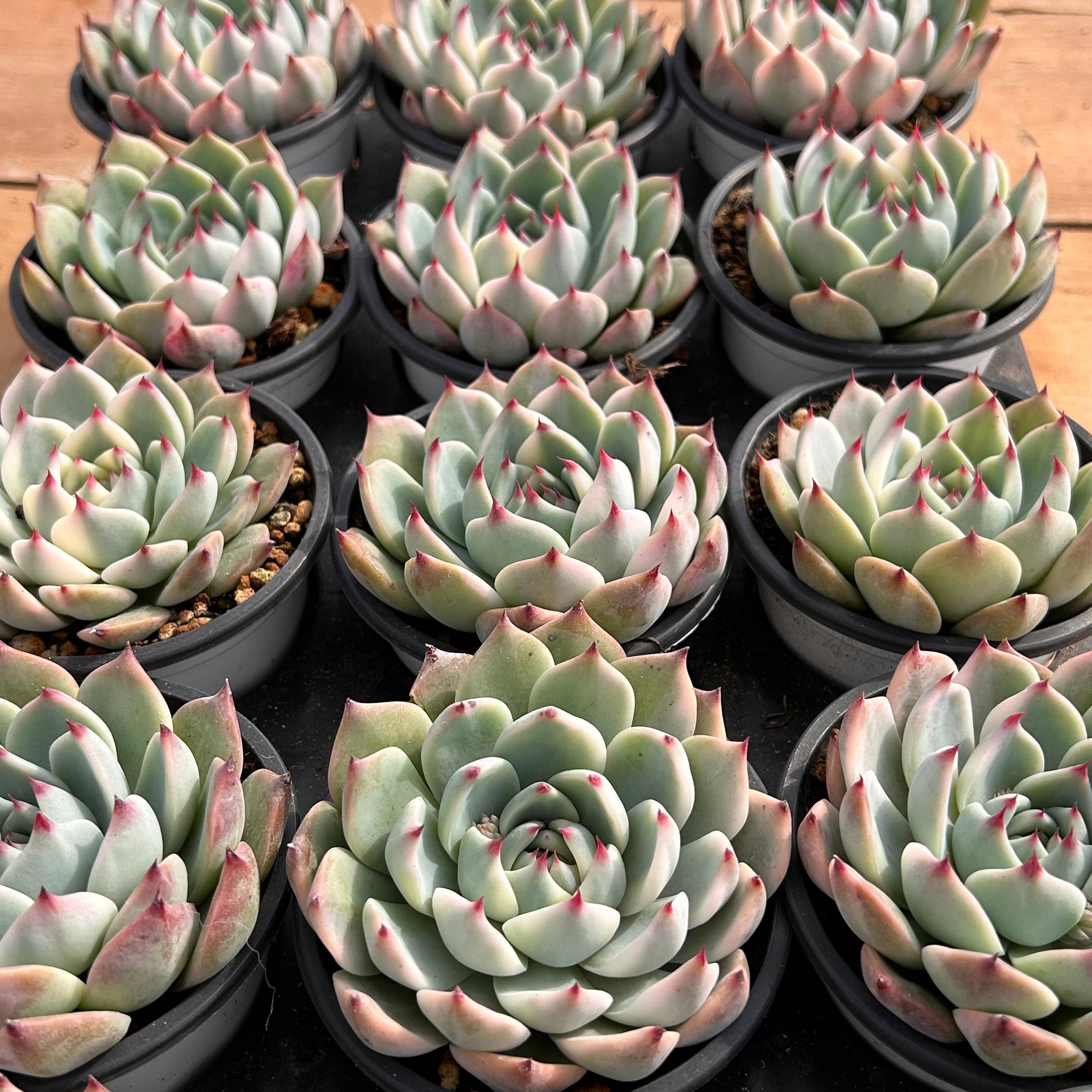 生きた多肉植物 - 珍しい多肉植物 - 多頭多肉植物 - エケベリア