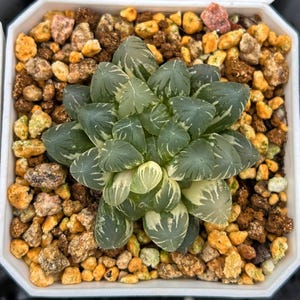 Live Succulents -Rare Succulents - Haworthia Ice Lantern Variegated