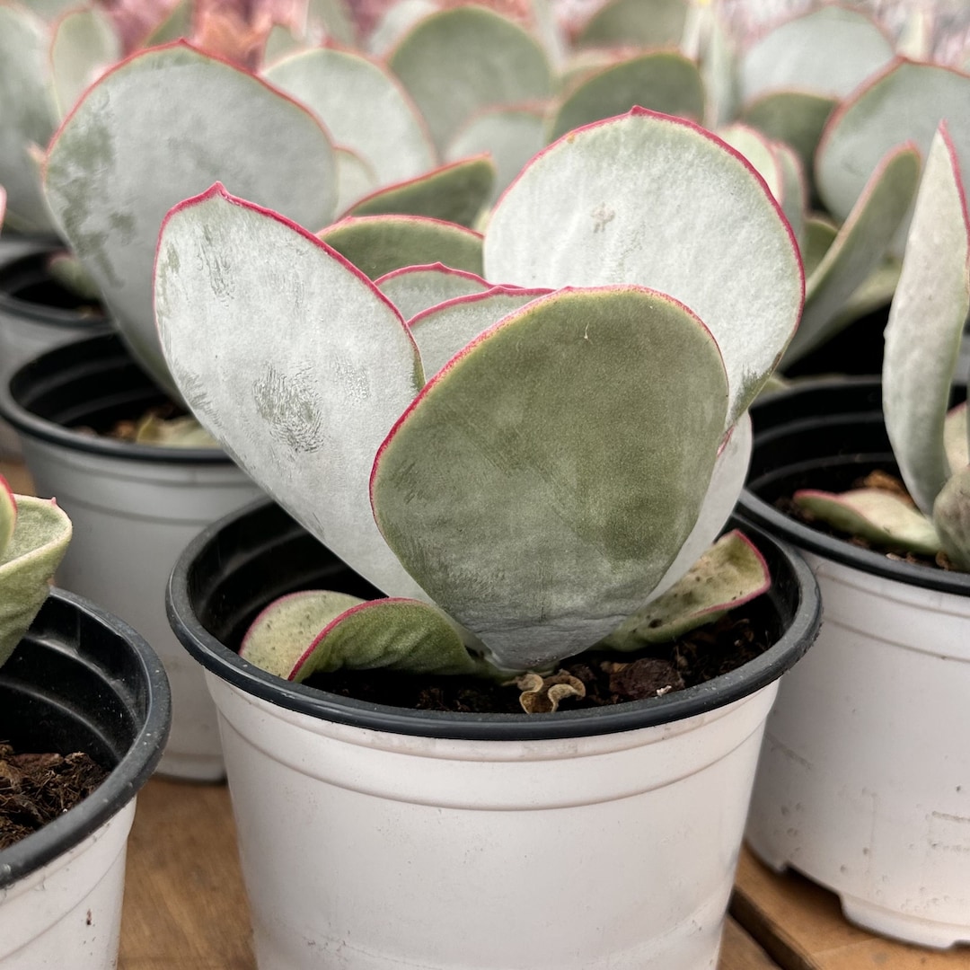 Top【選抜株】多肉植物 26205オルビキュラータ錦 16個 鉢無し/脱土