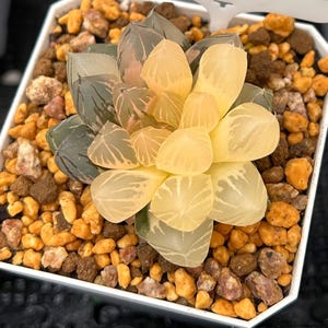 Live Succulents -Rare Succulents -Haworthia cooperi OH variegated