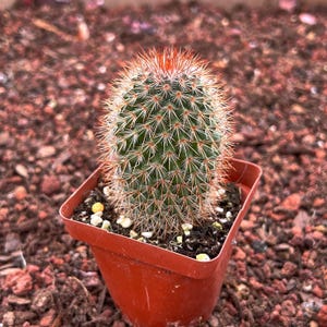 Cacto Vivo-Raro Cacto-Mammillaria spinosissima