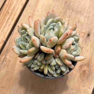 YUBENSG Echeveria Laui x Clavatum Succulent - Thumbnail 4