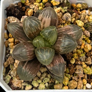 Live Succulents -Rare Succulents - Haworthia Cooperi Dark Black Variegated