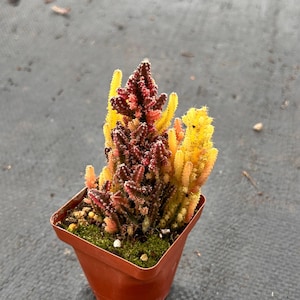 Live Cactus-Rare Cactus-Stapelia gigantea Group variegated