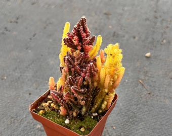Live Cactus-Rare Cactus-Stapelia gigantea Group variegated