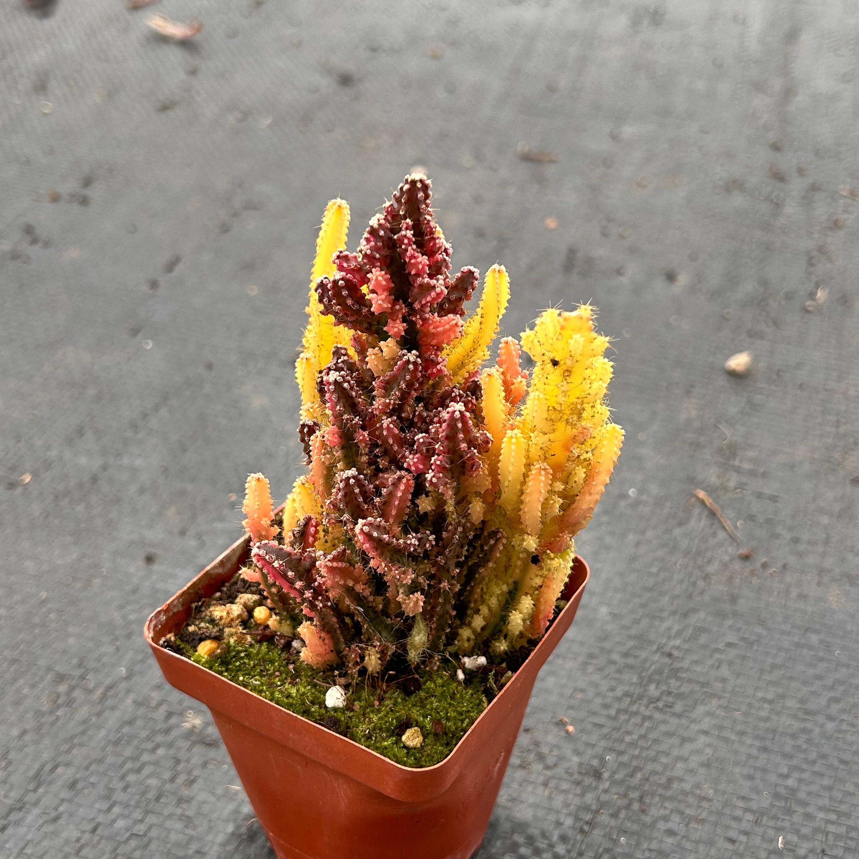 Brain cactus - Etsy.de