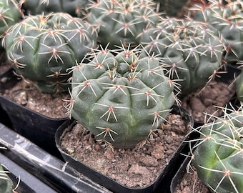Gymnocalycium Kikko | Gymnocalicium Transformer | Live Cactus | Live Plant  - Etsy