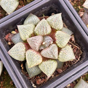 Live Succulents -Rare Succulents -Haworthia Cantaloupe Island