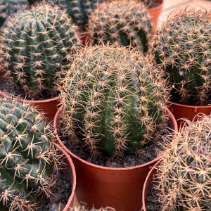 Live Cactus-Rare Cactus-Lobivia cinnabarina