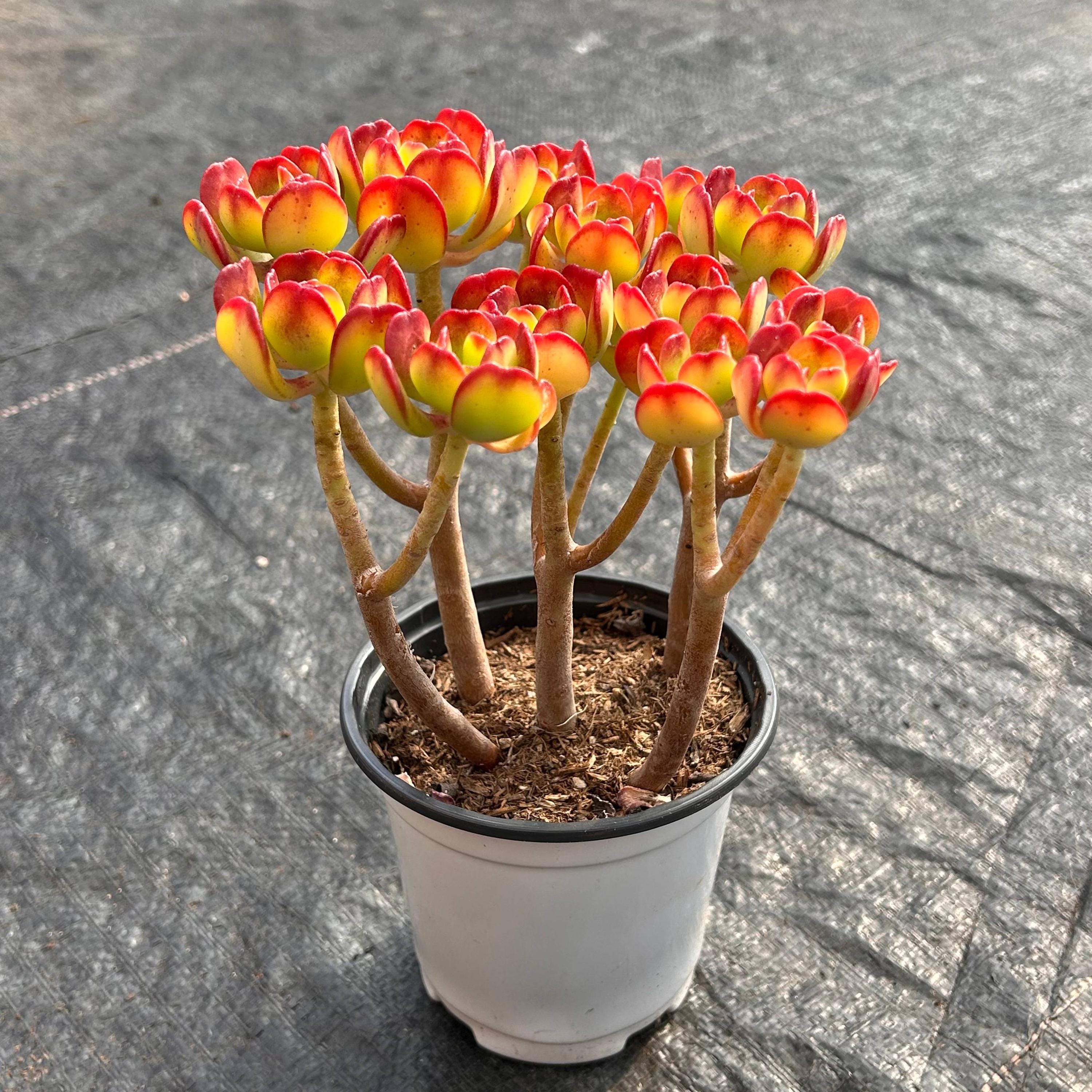 Top【選抜株】多肉植物 361425フレーベル×モンロー 96個 鉢無し/脱土