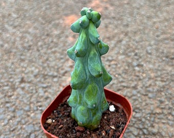 生きたサボテン - 珍しいサボテン - ミルティロカクタス ジオメトリザンス