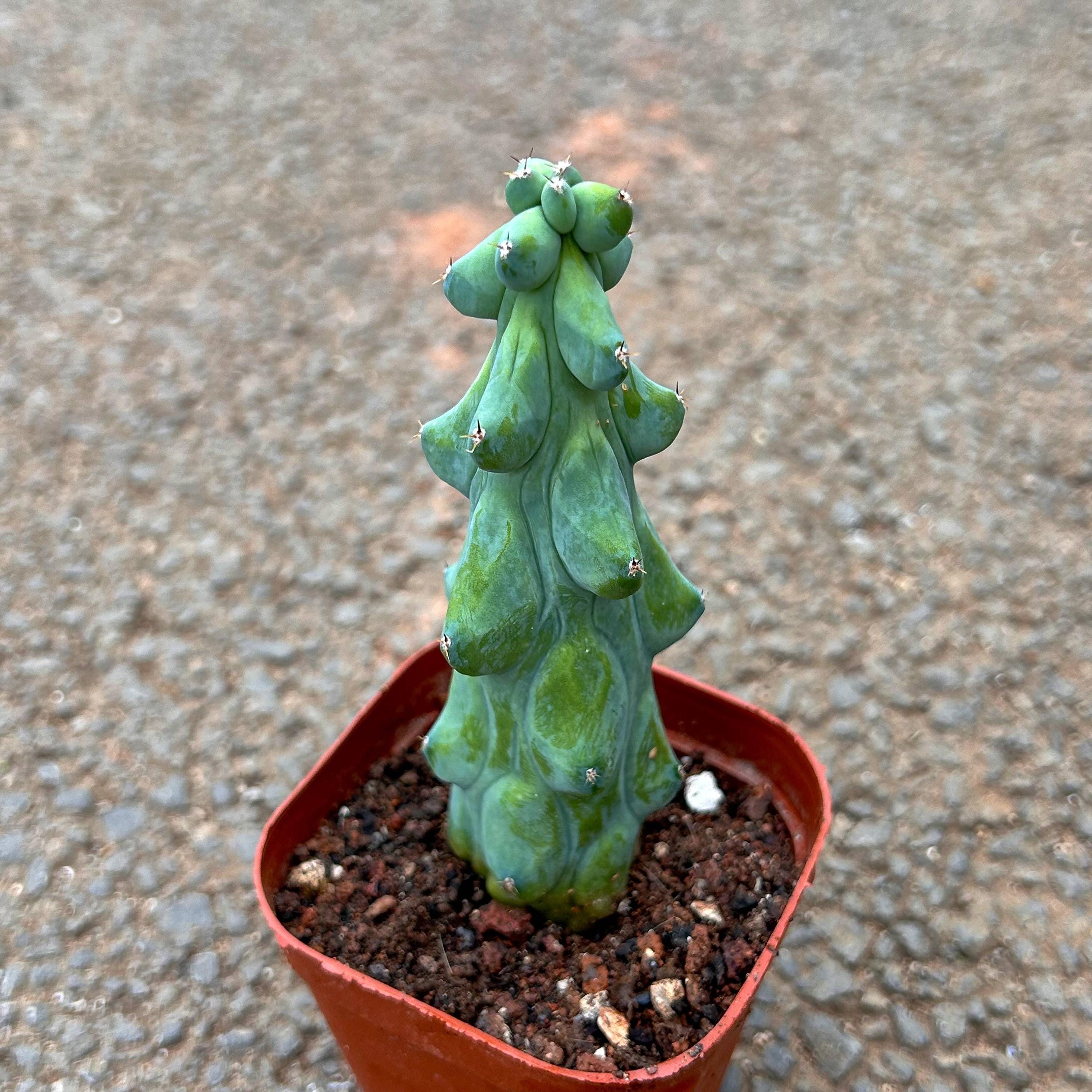 コロラータの実生とメキシコの夏 | コキリノSucculents Life