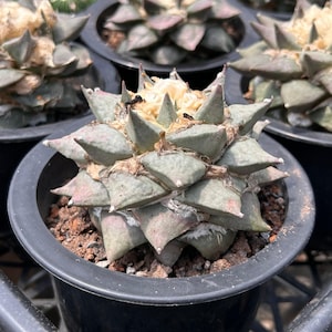 May include: A small Ariocarpus cactus with triangular, grey-green tubercles arranged in a rosette pattern. The plant features a central tuft of white woolly fibers and is potted in a black plastic container filled with dark, coarse soil.
