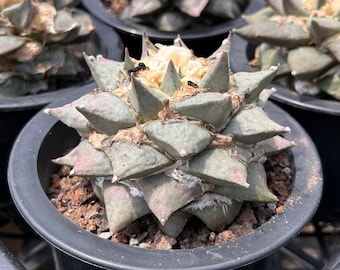 Cactus vivo - Cactus raro - Cactus peonia di roccia