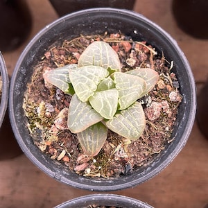 Live Succulents -Rare Succulents -Haworthia Pink Sweetheart