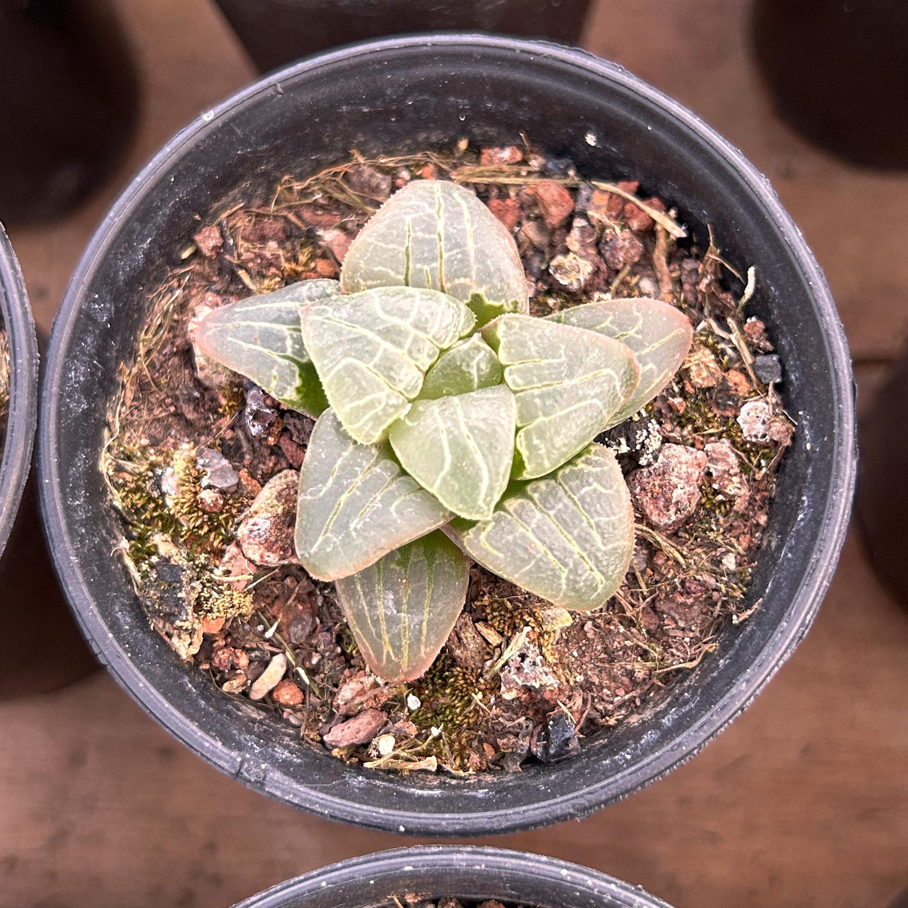 Haworthia venosa - Etsy 日本