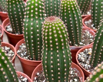 Cactus vivos - Cactus raros - Cactus columna dorada