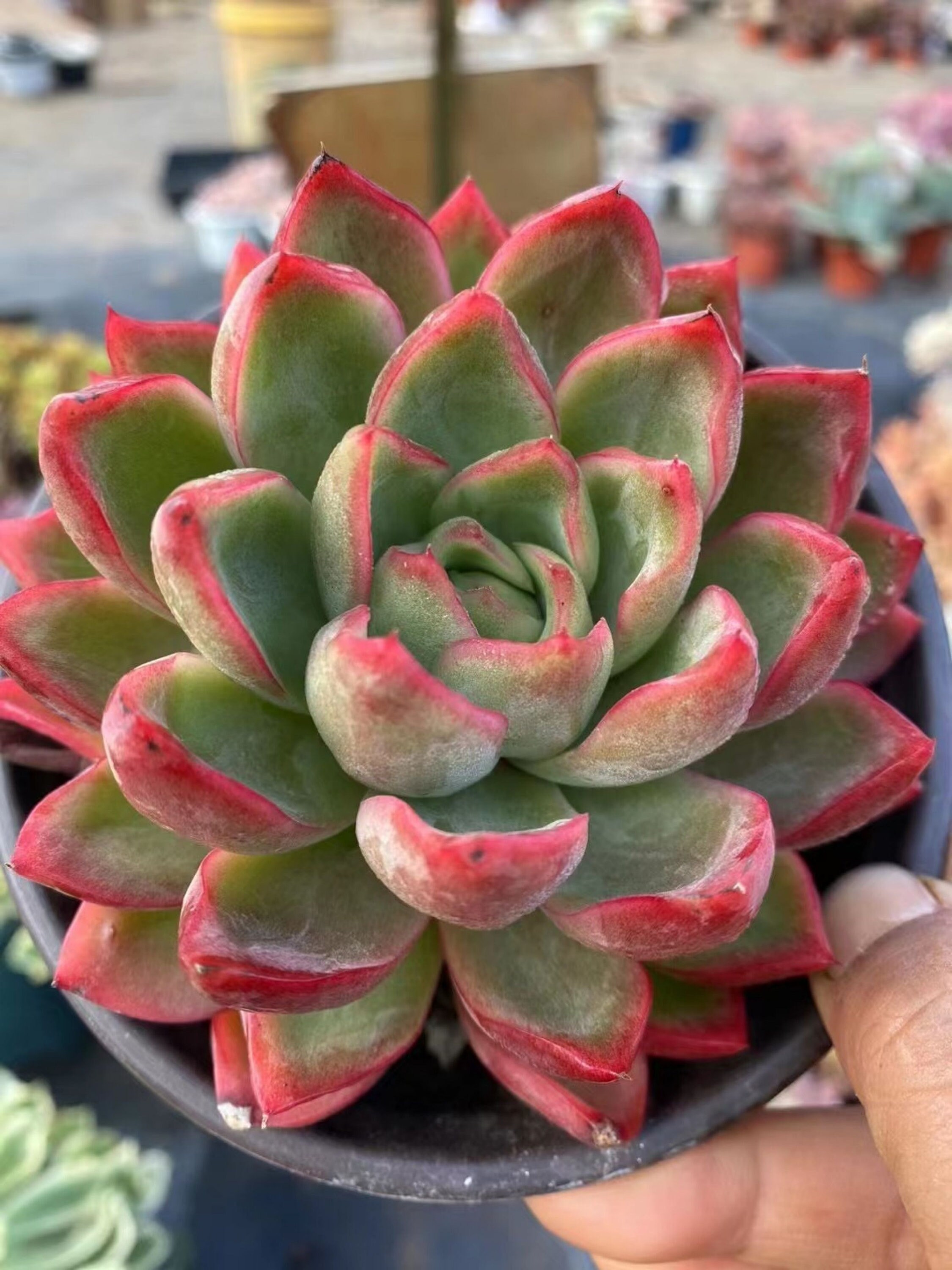 生きた多肉植物 - 珍しい多肉植物 - エケベリア グリーン ドラゴン 