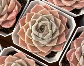 Lebende Sukkulenten -Seltene Sukkulenten -Mehrkopf Sukkulenten - Echeveria elegans Rose