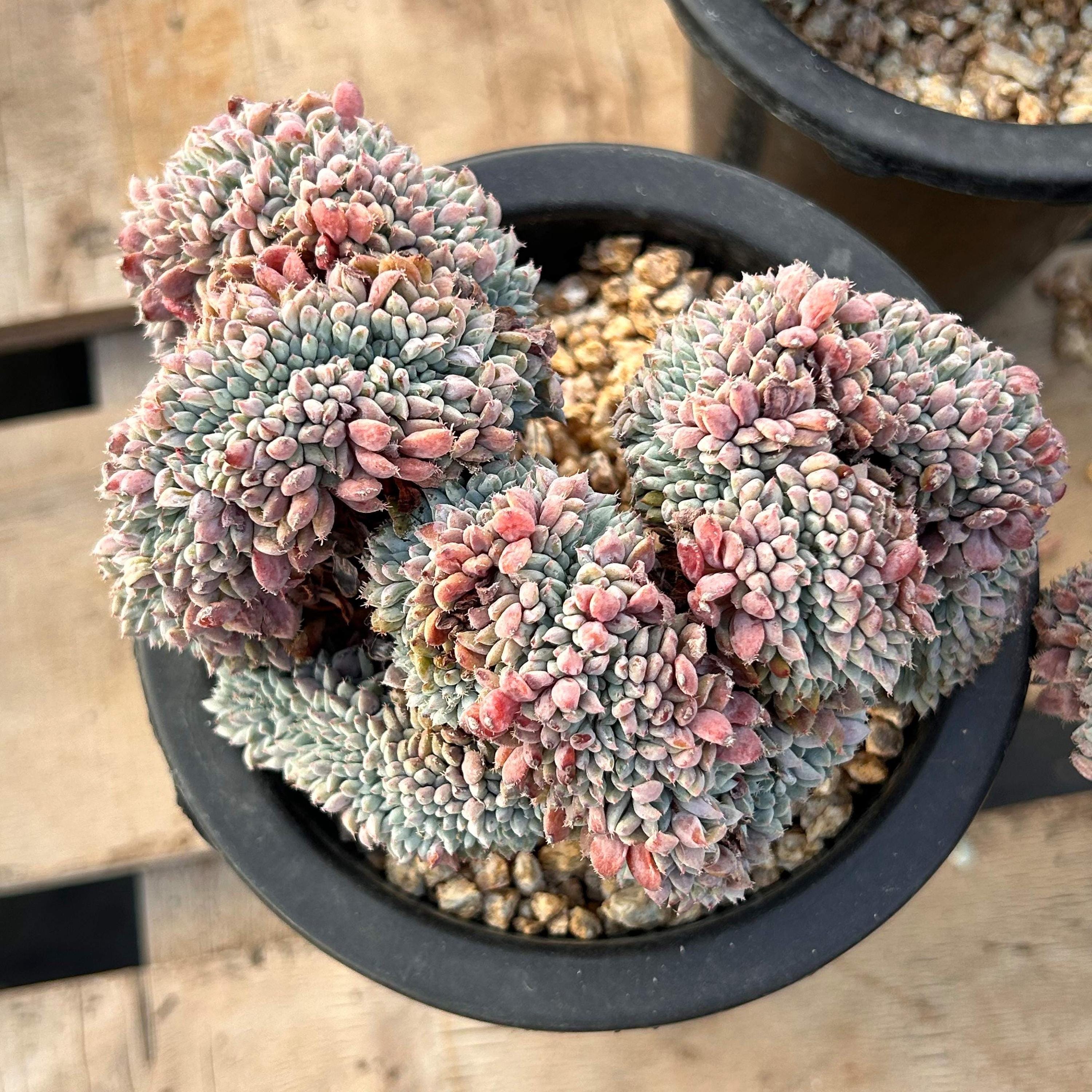 plant pot for a tree Money Tree Plant | Tropical Indoor Plants & Houseplants for Delivery