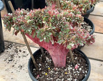 エケベリア シャビアナ トリュフ、多肉植物、多肉植物ギフト - Etsy 日本