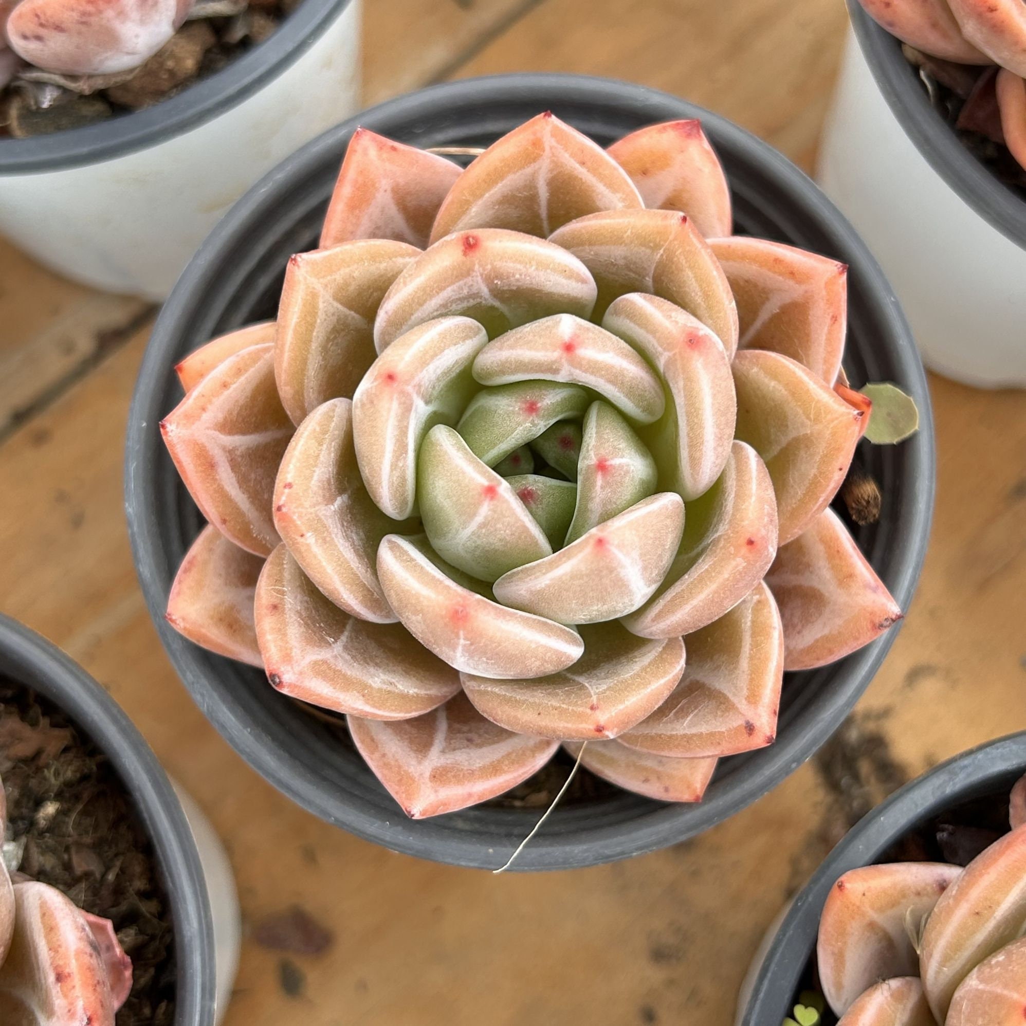 Live Succulents -rare Succulents - Echeveria Purple Champagne - Etsy