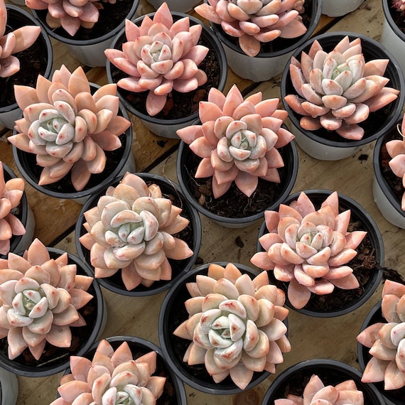 安い，低価 新入荷 スタースノー A34-1*128苗 多肉植物 土と