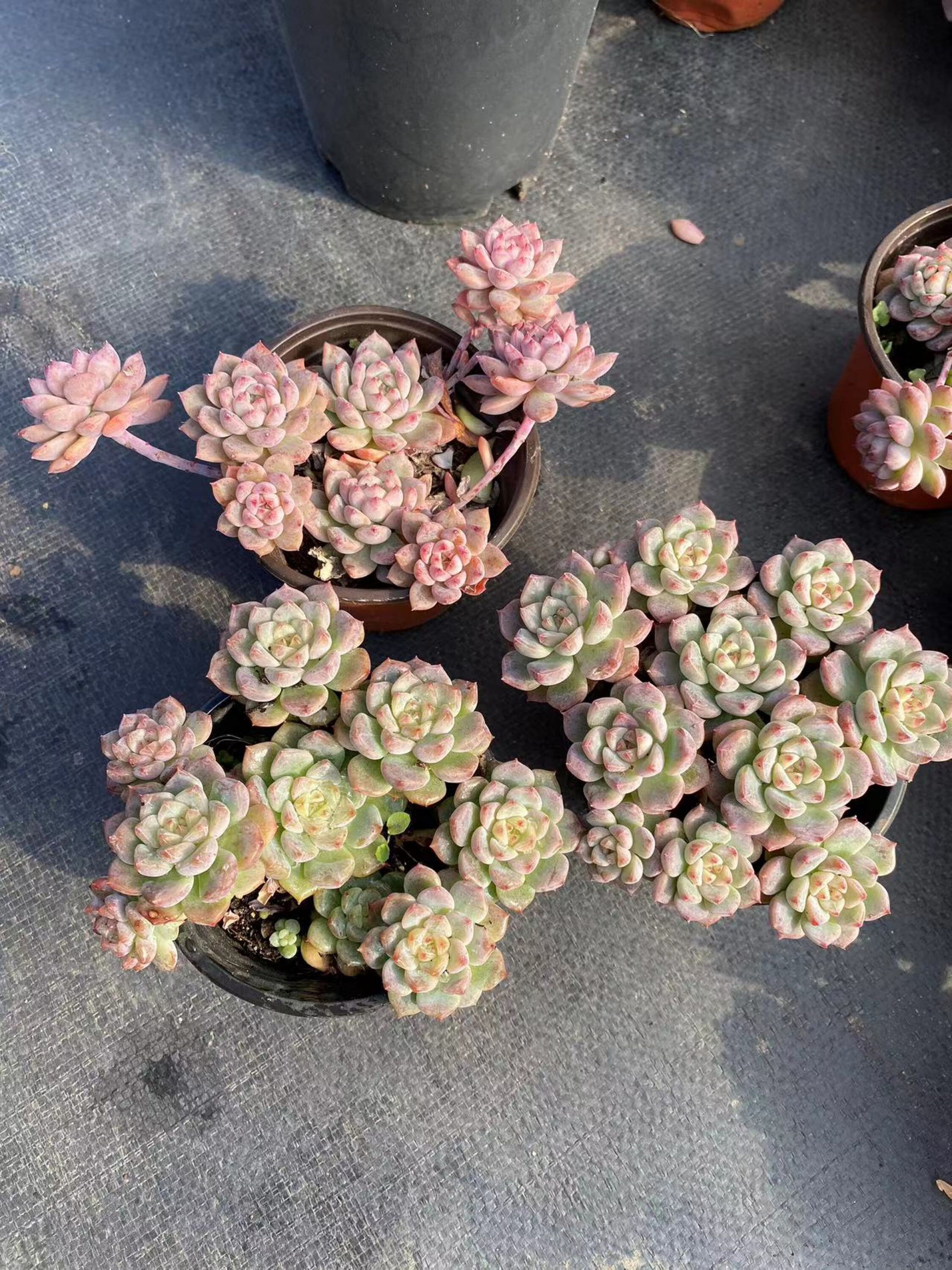 生きた多肉植物 - 珍しい多肉植物 - 多頭多肉植物 - エケベリア 生きた多肉植物 - 珍しい多肉植物 - 多頭多肉植物 - エケベリア
