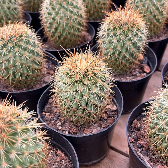 Live Cactus-Rare Cactus-Cactus Cold Spring