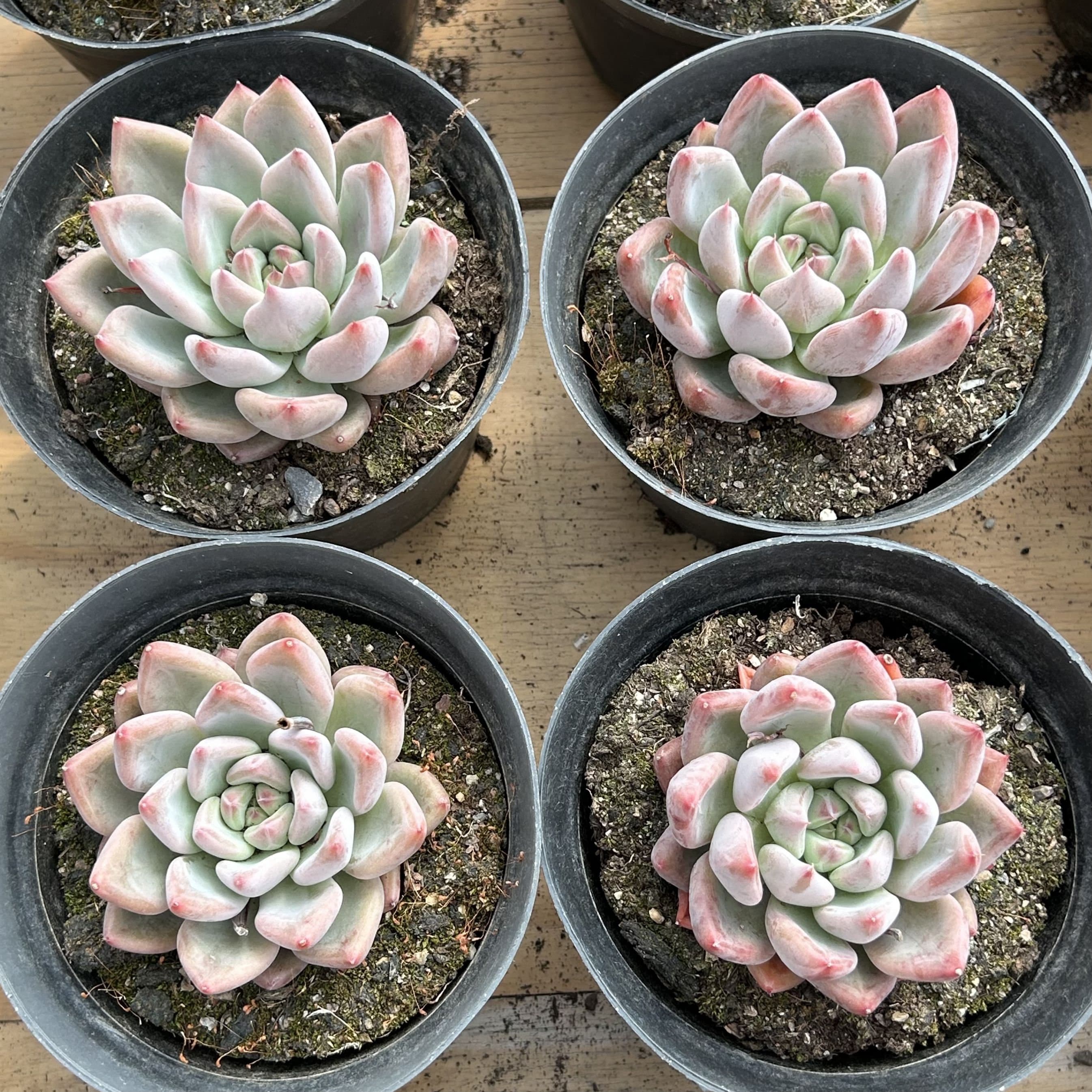 Live Succulents -rare Succulents - Echeveria Wedding Ring - Etsy