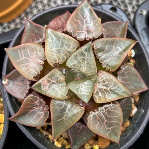 Live Succulents -Rare Succulents -Haworthia bayeri fire phoenix