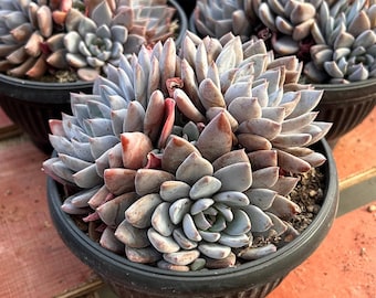 エケベリア シャビアナ トリュフ、多肉植物、多肉植物ギフト - Etsy 日本