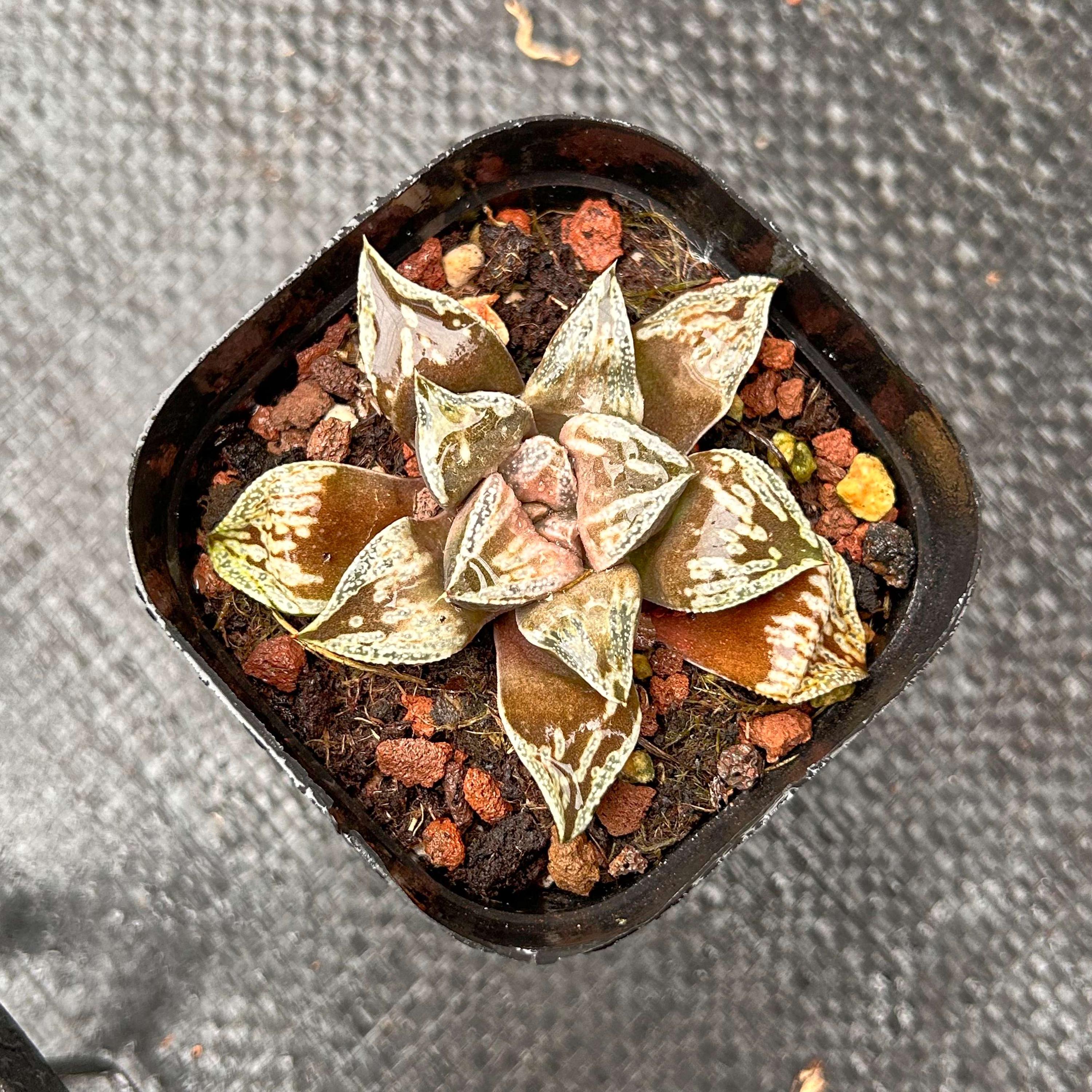 Renny's haworthia - Etsy 日本