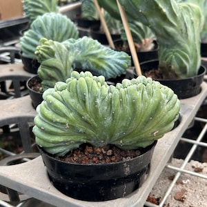 Op de afbeelding: Een gekuifde cactus met een waaiervormig, golvend groen lichaam met verticale ribbels en kleine, verspreide stekels. De plant staat in een zwarte plastic pot gevuld met donkerbruine aarde, tussen andere soortgelijke cactussen in een tray.