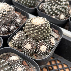 Cacto vivo-Cacto raro-Copiapoa Hypogaea