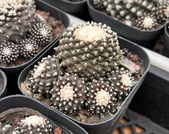 Copiapoa Cinerea Chilean Rare Cactus Live Rooted Plant (grafted